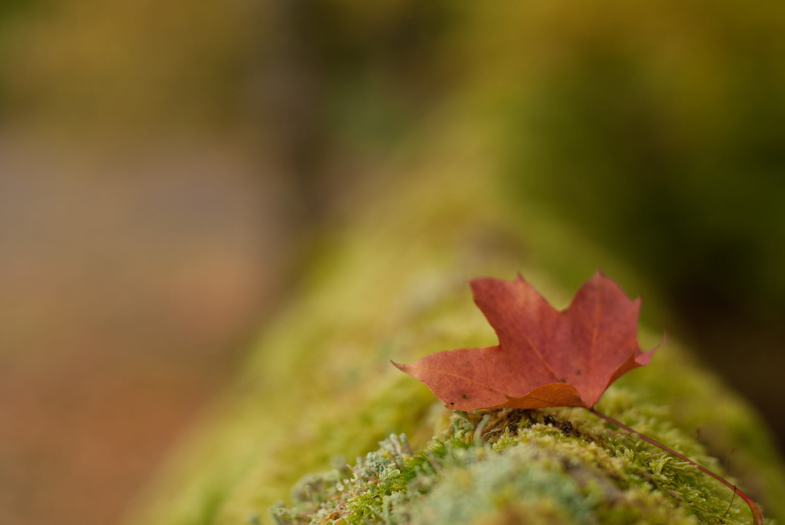 A fallen leaf perched on top of a mossy wall.